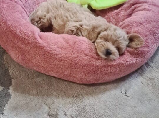 Maltipoo štenci