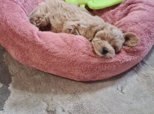 Maltipoo štenci
