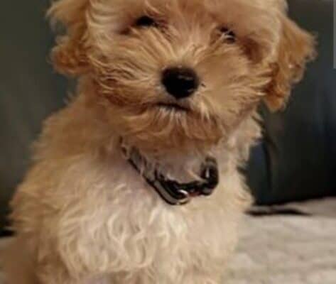 Maltipoo štenci