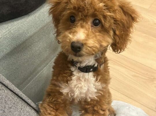 Maltipoo prelepi stenci