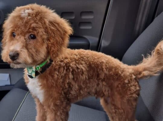 Maltipoo prelepi stenci