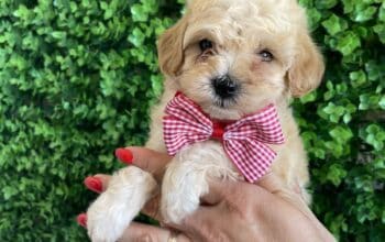 Maltipoo prelepi stenci