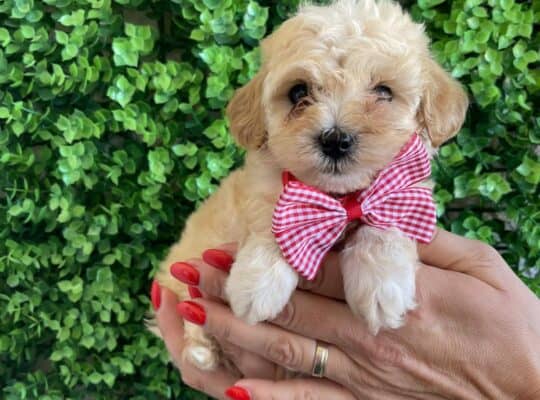 Maltipoo prelepi stenci