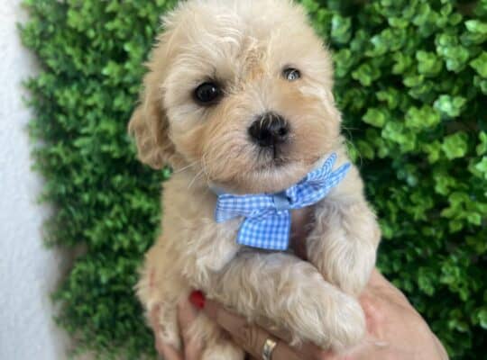 Maltipoo prelepi stenci