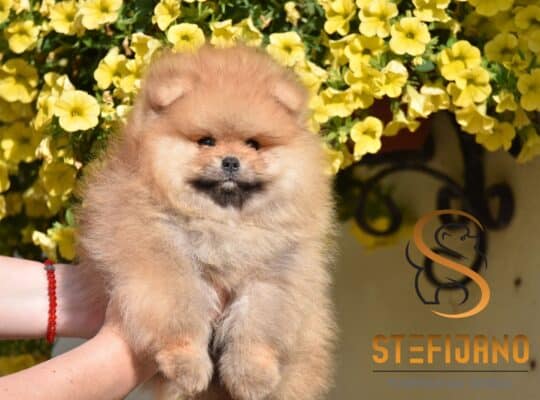 Pomeranac Boo medvedići, Pomeranski Špic štenci