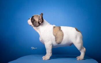 Francuski Buldog prelepi štenci
