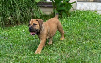 Južnoafrički mastif – Boerboel štenci