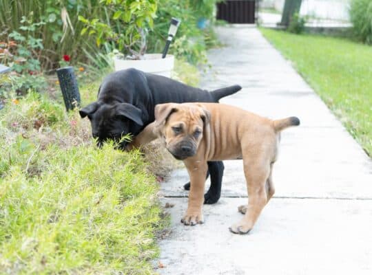 Južnoafrički mastif – Boerboel štenci
