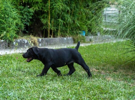 Južnoafrički mastif – Boerboel štenci