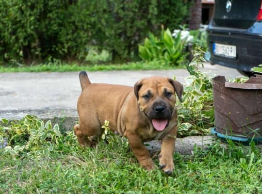 Južnoafrički mastif – Boerboel štenci