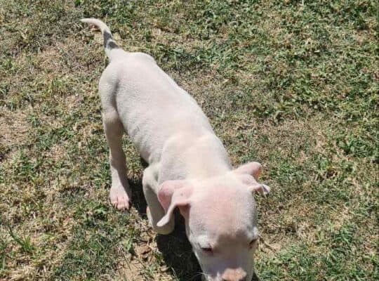 Dogo argentino prelepi štenci