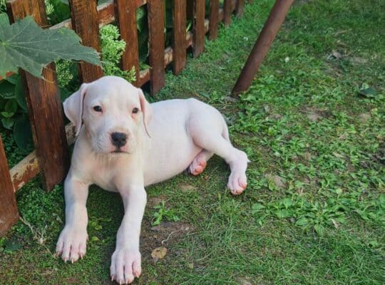 Dogo argentino prelepi štenci