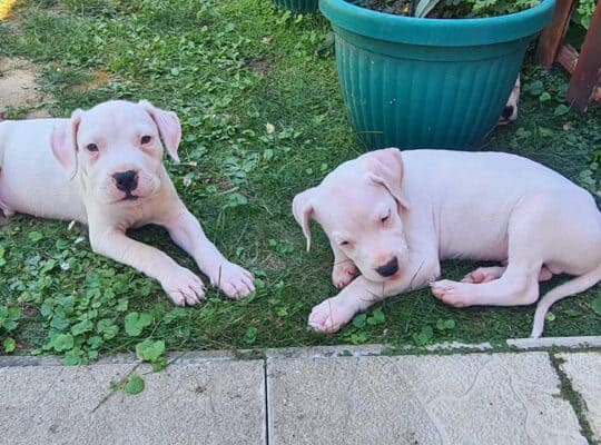 Dogo argentino prelepi štenci