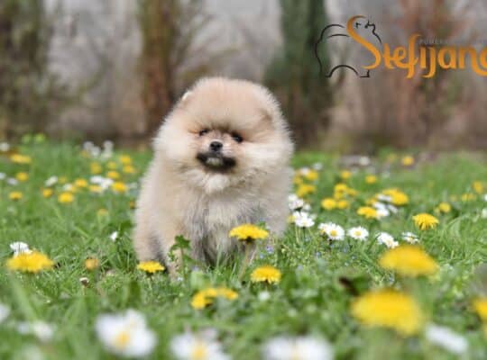 Pomeranac Boo medvedići, Pomeranski Špic štenci
