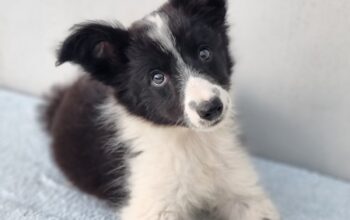 Border Collie Border Koli štenci