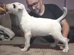 Bul Terijer štenci