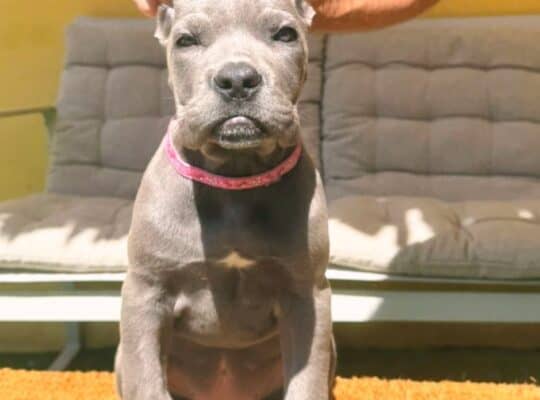Cane Corso ( Kane Korso ) štenci