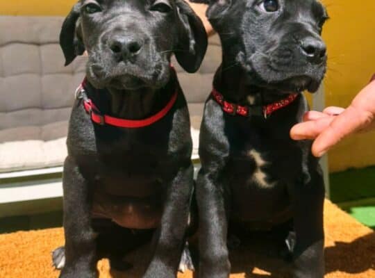 Cane Corso ( Kane Korso ) štenci