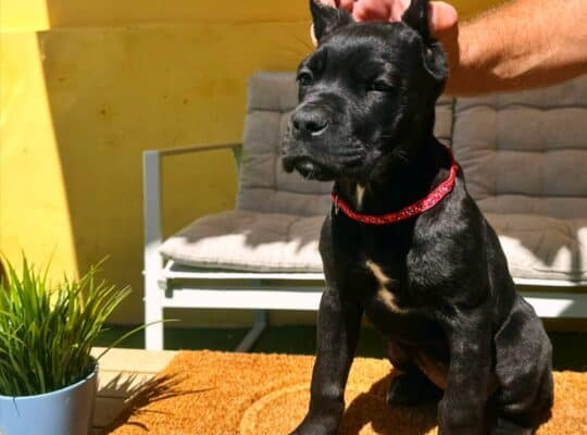 Cane Corso ( Kane Korso ) štenci