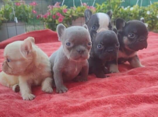 Francuski buldog štenci exotic, plavi, klasik i fl