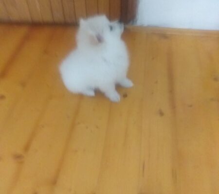 Pomeranski mini špic
