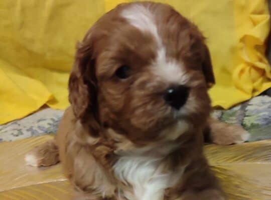Cavapoo stenci 2025