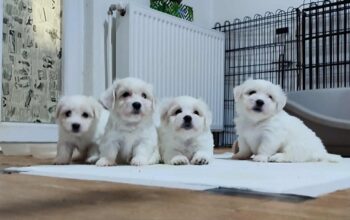 Coton de Tulear 