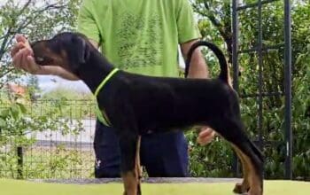 Doberman štenci, šampionskog porekla  