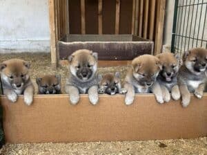 Shiba Inu, vrhunski štenci