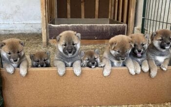 Shiba Inu, vrhunski štenci