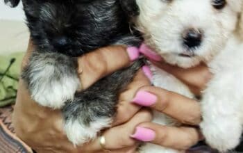 Havanski Bišon štenci