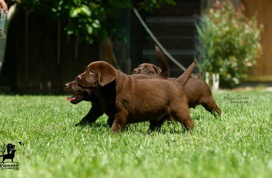 Čokoladni Labrador Retriver štenci