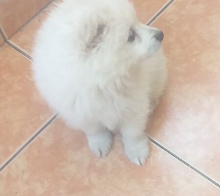 Pomeranski mini špic