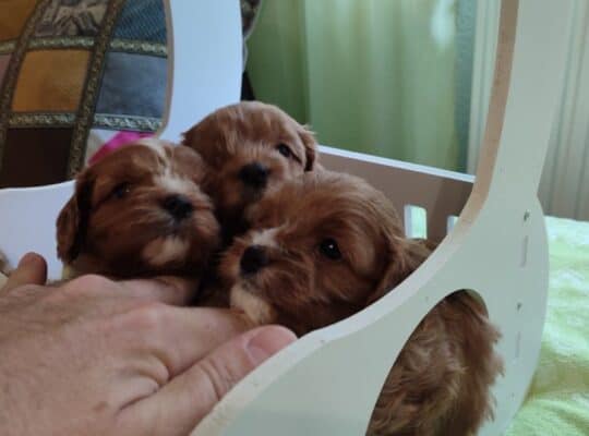 Cavapoo stenci 2025
