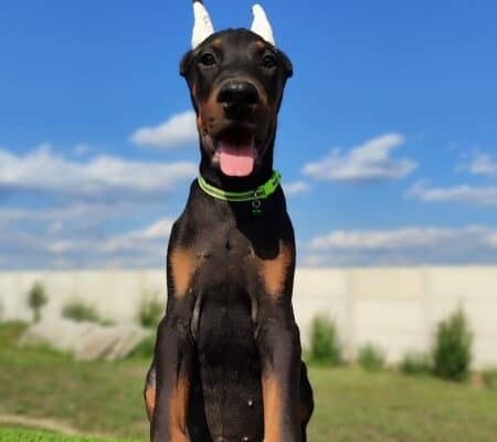 Doberman mužijaci