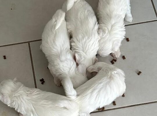 Štenci maltezera – rezervacija u toku 