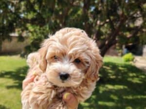 Maltipoo štenci