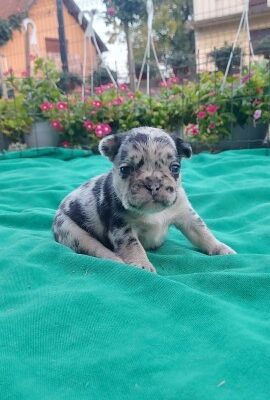 Francuski buldog štenci exotic, plavi, klasik i fl