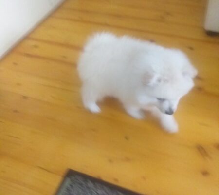 Pomeranski mini špic