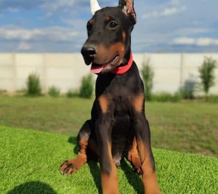 Doberman mužijaci