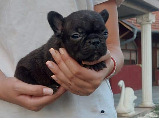 Francuski buldog štenci exotic, plavi, klasik i fl