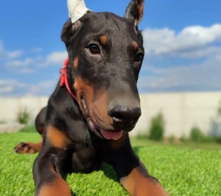 Doberman mužijaci