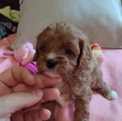 Cavapoo stenci 2025