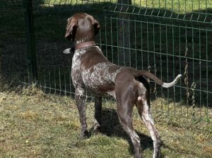 Nemački kratkodlaki ptičar mužjak – NKD