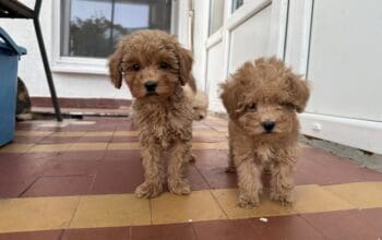 Teacup pudle (toy)