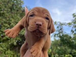 Madjarska vizla