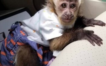 Inteligentne bebe kapucinskih majmuna na prodaju