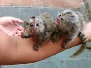 Poklon Prekrasan majmun marmoset dostupan