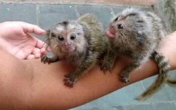 Poklon Prekrasan majmun marmoset dostupan