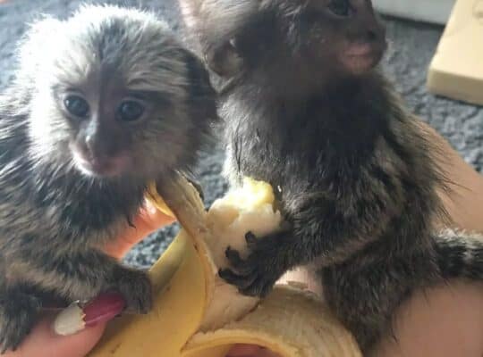 Poklon Prekrasan majmun marmoset dostupan